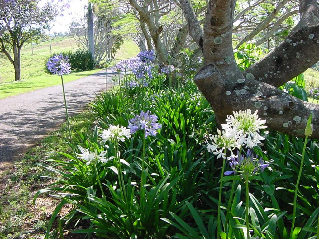 Tropical Coast Retreat - Pet Friendly - Adult Only Guest House Kingscliff Bagian luar foto