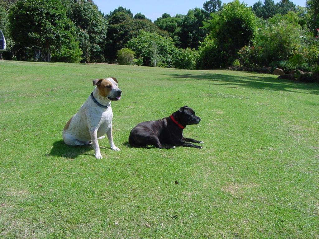 Tropical Coast Retreat - Pet Friendly - Adult Only Guest House Kingscliff Bagian luar foto
