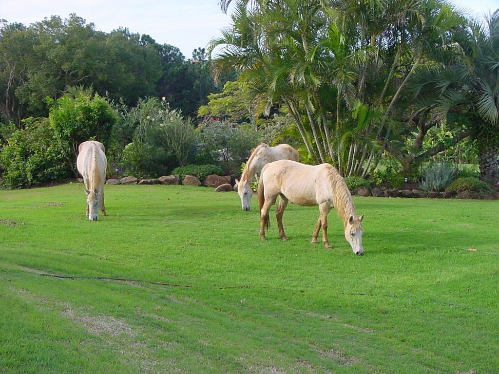 Tropical Coast Retreat - Pet Friendly - Adult Only Guest House Kingscliff Bagian luar foto